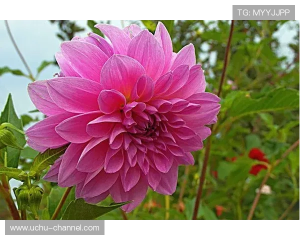 下载开运真人苹果版手机应用，体验最真实的运势预测和幸运攻略，提升生活品质